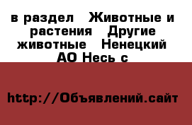  в раздел : Животные и растения » Другие животные . Ненецкий АО,Несь с.